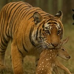 छत्तीसगढ़ पर्यटन बोर्ड द्वारा राज्य स्थापना के रजत जयंती वर्ष में ऑनलाइन फोटोग्राफी प्रतियोगिता