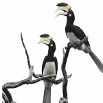 दुर्लभ हॉर्नबिल संरक्षण की विशेष पहल :उदंती-सीतानदी में विकसित हो रहे प्राकृतिक उद्यान