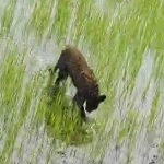 मां से बिछड़कर खेत में पहुंचा चार माह का तेंदुए का शावक, ग्रामीणों के सहयोग से वन विभाग ने किया रेस्क्यू