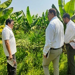 खाद्य तेल में आत्मनिर्भरता की ओर छत्तीसगढ़ : राज्य में 10,796 हेक्टेयर क्षेत्रों में ऑयल पाम की खेती