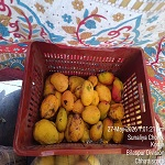 खराब फल बेचने पर 11 दुकानों की जांच, खाद्य सुरक्षा विभाग ने नष्ट करवाया लगभग 28 किलो खराब फल