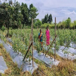 टमाटर, मिर्च लगाकर झोडि़याबाड़म की दीदियां बदल रही अपनी जिंदगी