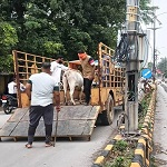 मवेशियों को सड़कों से हटाने का निगम का अभियान लगातार जारी