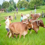 गृहग्राम बगिया में सुबह-सुबह खेत पहुंचे मुख्यमंत्री, बैलों के साथ हल चलाकर की बियासी