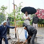 ढ़ोढीपारा उपस्वास्थ्य केन्द्र के समीप मुख्य मार्ग में किया गया वृक्षारोपण