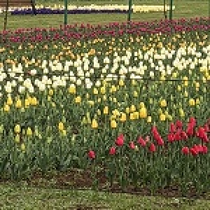 श्रीनगर में एशिया का सबसे बड़ा ट्यूलिप गार्डन पर्यटकों के लिए खोला गया