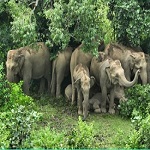 कोरबा का मानव-हाथी प्रबंधन मॉडलः तकनीक, जनभागीदारी और संवेदनशील प्रशासन से बन रही नई मिसाल : श्री  कमलज्योति