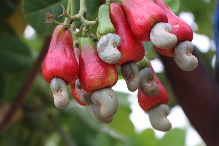 जशपुर का काजू बना किसानों की समृद्धि की नई पहचान : सुनील त्रिपाठी, नूतन सिदार