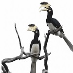 दुर्लभ हॉर्नबिल संरक्षण की विशेष पहल :उदंती-सीतानदी में विकसित हो रहे प्राकृतिक उद्यान