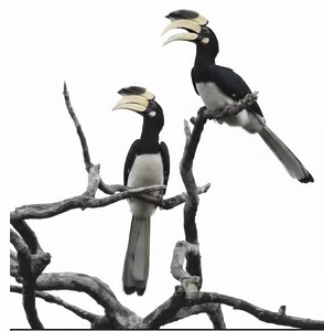 दुर्लभ हॉर्नबिल संरक्षण की विशेष पहल :उदंती-सीतानदी में विकसित हो रहे प्राकृतिक उद्यान