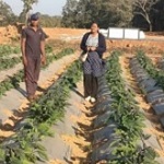 रायगढ़ के किसान ने बंजर जमीन पर ग्राफ्टेड टमाटर और बैंगन की खेती से कमाए 4.25 लाख