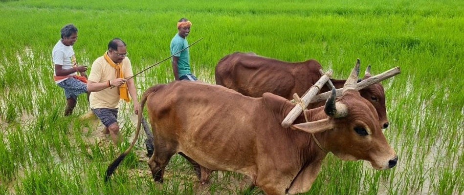 गृहग्राम बगिया में सुबह-सुबह खेत पहुंचे मुख्यमंत्री, बैलों के साथ हल चलाकर की बियासी
