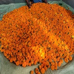 मेरीगोल्ड की खेती से बदली आर्थिक तस्वीर