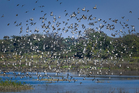 छत्तीसगढ़ का पहला रामसर साइट बना कोपरा जलाशय