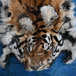 बाघ और तेंदुए के शिकार में शामिल डिप्टी रेंजर सहित 9 आरोपी गिरफ्तार