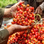 हाई-स्पीड रेल के जरिए कश्मीर की चेरी अब देश के प्रमुख बाजारों में उपलब्ध