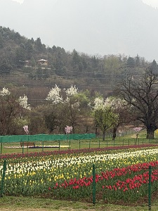 श्रीनगर में एशिया का सबसे बड़ा ट्यूलिप गार्डन पर्यटकों के लिए खोला गया