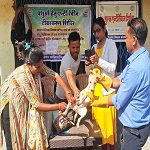 नगर निगम व पशु चिकित्सा विभाग टीम के द्वारा स्ट्रीट डॉग का किया जा रहा वैक्सीनेशन