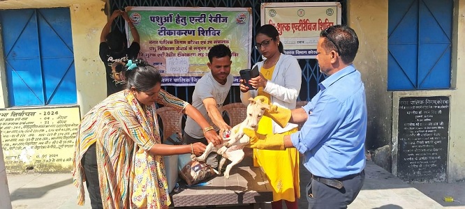 नगर निगम व पशु चिकित्सा विभाग टीम के द्वारा स्ट्रीट डॉग का किया जा रहा वैक्सीनेशन