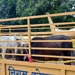 पशुपालक मवेशियों को सड़क पर खुला न छोडे़ अन्यथा होगी दण्डात्मक कार्यवाही