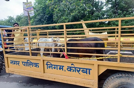 मवेशियों को सड़क पर खुला छोड़ने वाले पशुपालकों  पर होगी दण्डात्मक कार्यवाही