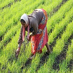 जिले के सहकारी समिति में उपलब्ध है नैनो डीएपी