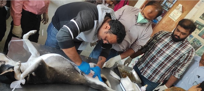 जिला पशु चिकित्सालय में एबीसी सेंटर के तहत पशु चिकित्सकों को हैंड्स-ऑन प्रशिक्षण