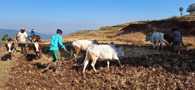 छत्तीसगढ़ रजत महोत्सव : 25 वर्षों की गौरवशाली कृषि यात्रा