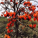कटघोरा वनमंडल ने पलाश फूलों की खरीदी कर बढ़ाया आजीविका का आधार